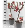 Peach - Prunus persica PATIOBOMEN PERZIK