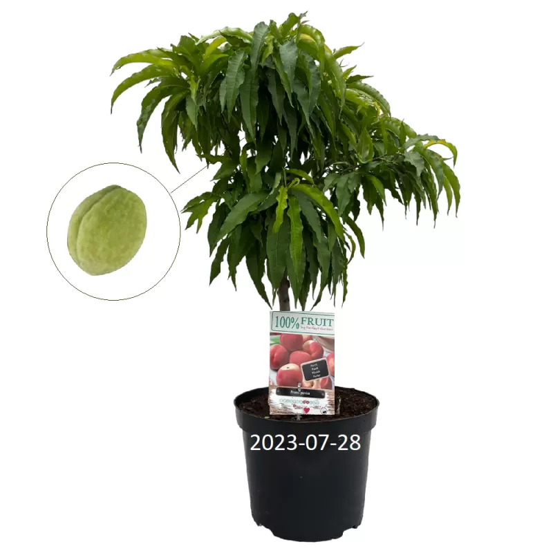 Persikai ir nektarinai internetu su pristatymu į namus