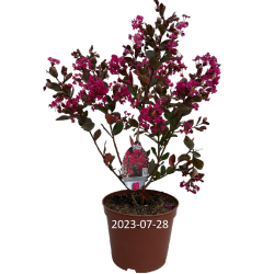 Lagerstroemia indica WITH LOVE KISS