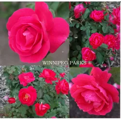 Rosa WINNIPEG PARKS