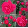 Rosa WINNIPEG PARKS