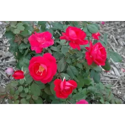 Rosa WINNIPEG PARKS