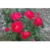 Rosa WINNIPEG PARKS