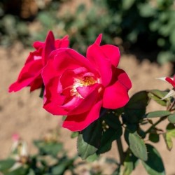 Rožė - Rosa WINNIPEG PARKS