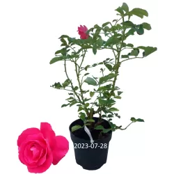 Rosa WINNIPEG PARKS