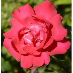 Rosa LA MARSEILLAISE®