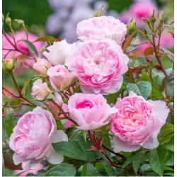 Rosa SILAS MARNER
