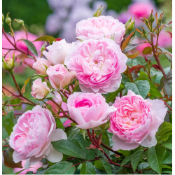 Rožė - Rosa SILAS MARNER ®
