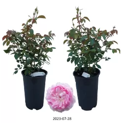 Rožė - Rosa SILAS MARNER ®