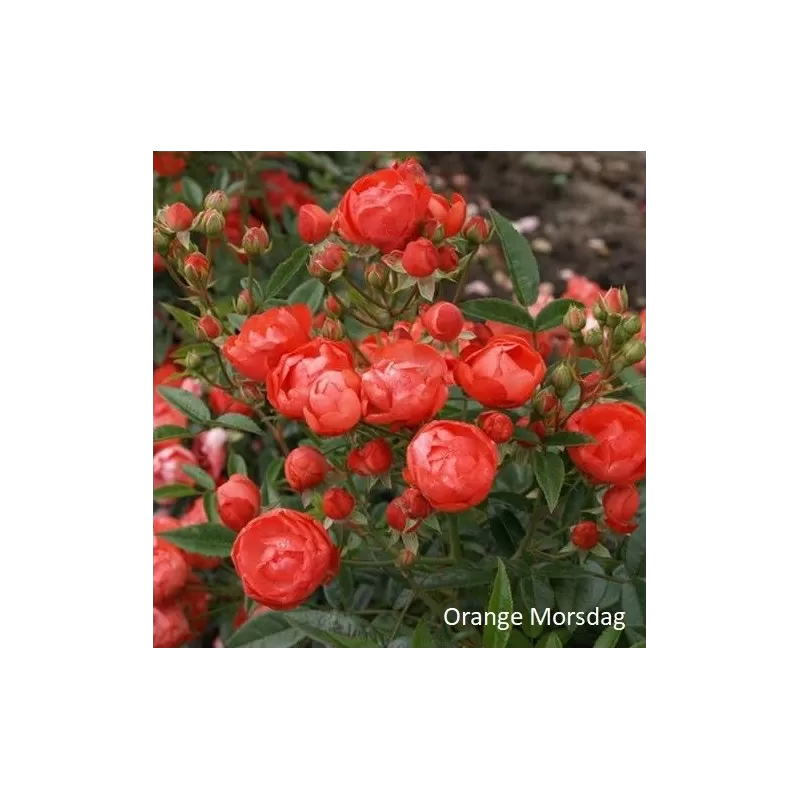 Rožė - Rosa ORANGE MORSDAG