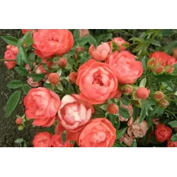 Rosa ORANGE MORSDAG / ORANGE KOSTER