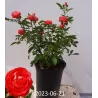 Rosa ORANGE MORSDAG / ORANGE KOSTER