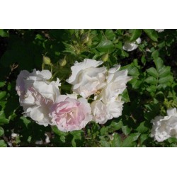 Rožė - Rosa RITAUSMA (POLAREIS) ®