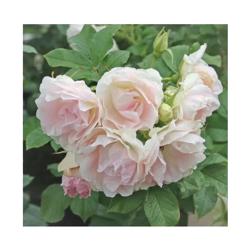 Rožė - Rosa RITAUSMA (POLAREIS) ®