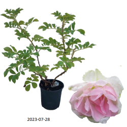 Rožė - Rosa RITAUSMA (POLAREIS) ®