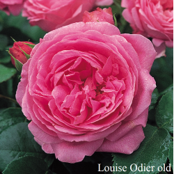Rosa LOISE ODIER