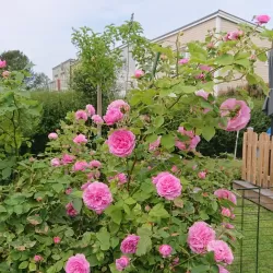 Rožė - Rosa LOUISE ODIER