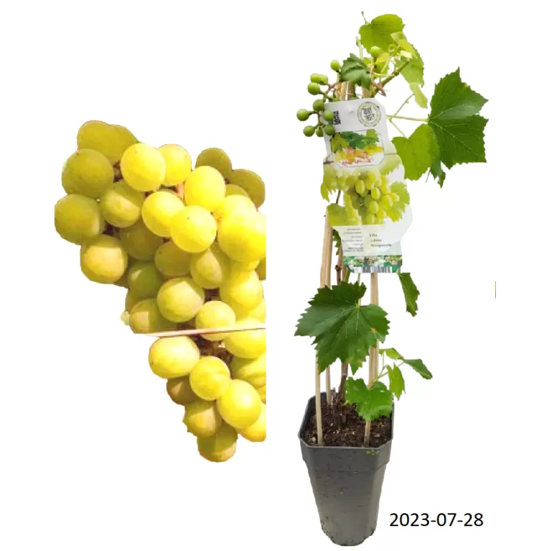 Tikrasis vynmedis - Vitis vinifera JUBILEJ NOVGORODA