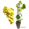 Grape Vine - Vitis vinifera JUBILEJ NOVGORODA