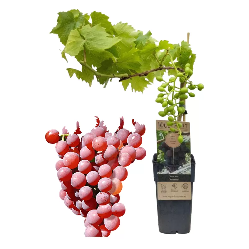 Grape Vine - Vitis vinifera VANESSA