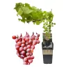 Grape Vine - Vitis vinifera VANESSA