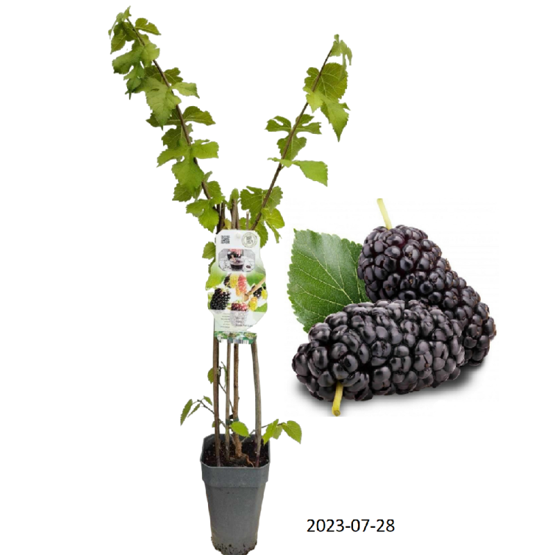 Mulberry - Morus nigra BLACK PERSIAN