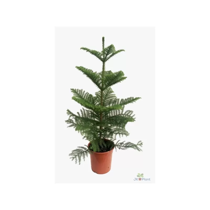 Araucaria heterophylla