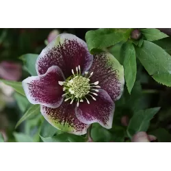 Čėras - Helleborus Pretty Ellen SPOTTED