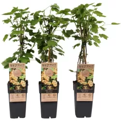 White Currant - Ribes sativum WITTE PAREL