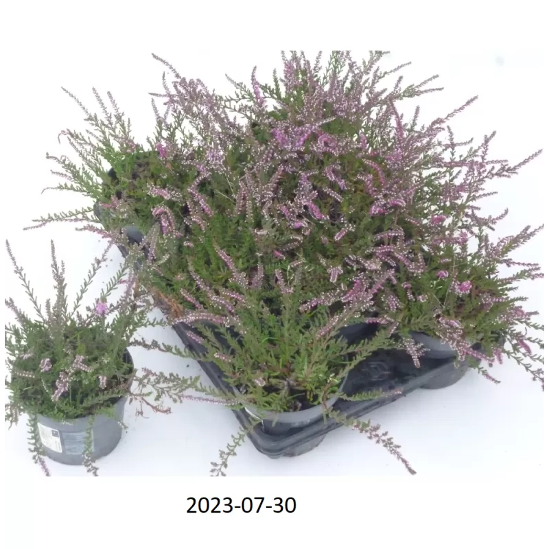 Paprastasis viržis - Calluna vulgaris  Mėgsta gerai nudrenuotą rūgščią dirvą, saulėtą vietą.