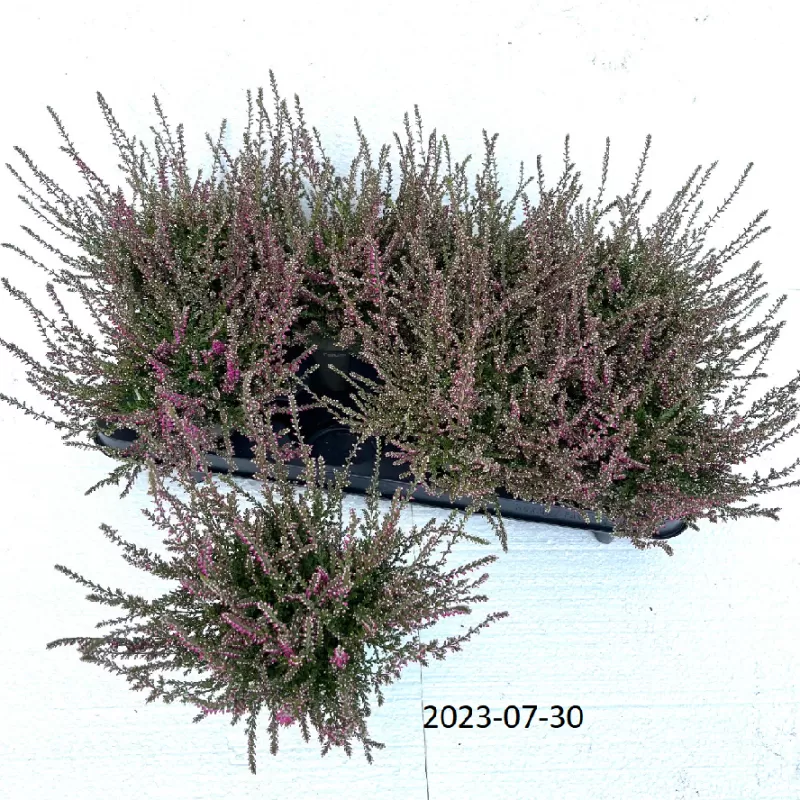 Paprastasis viržis - Calluna vulgaris  Mėgsta gerai nudrenuotą rūgščią dirvą, saulėtą vietą.