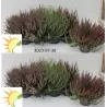 Paprastasis viržis - Calluna vulgaris Garden Girls MIX