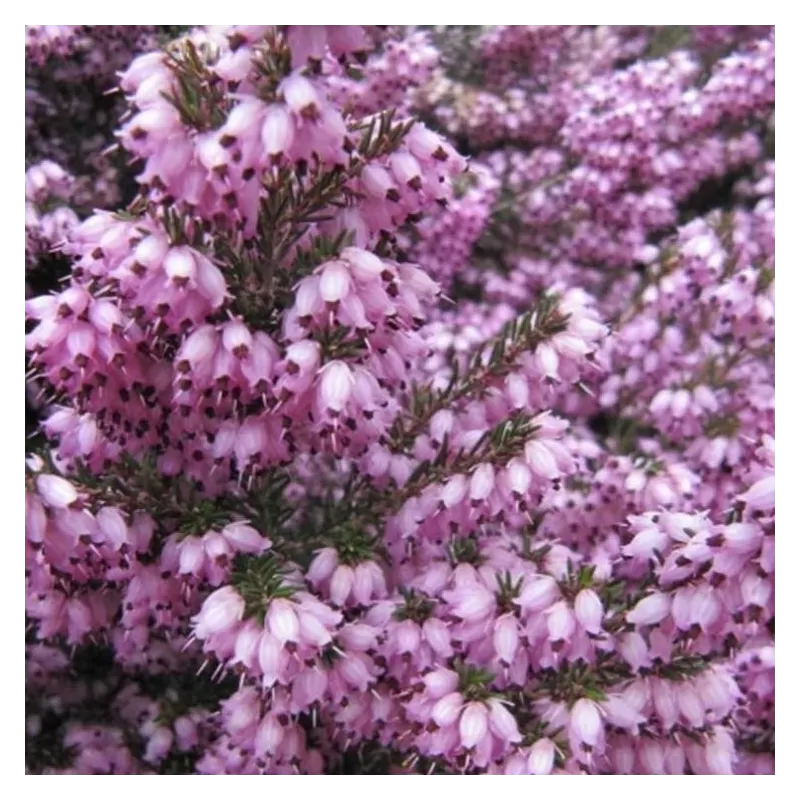 Erika - Erica darleyensis ROSALENA