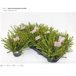 Erika - Erica darleyensis ROSALENA