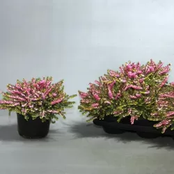 Erika - Erica darleyensis ROSALENA