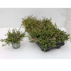 Erika - Erica darleyensis ROSALENA