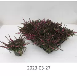 Erica carnea LENA