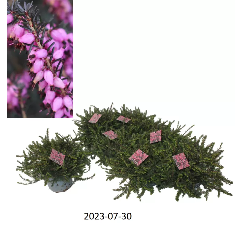 Erica carnea LENA