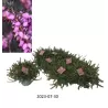 Erica carnea LENA