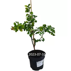 Gražusis svarainis - Chaenomeles speciosa RUBRA