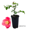 Quince - Chaenomeles superba PINK LADY