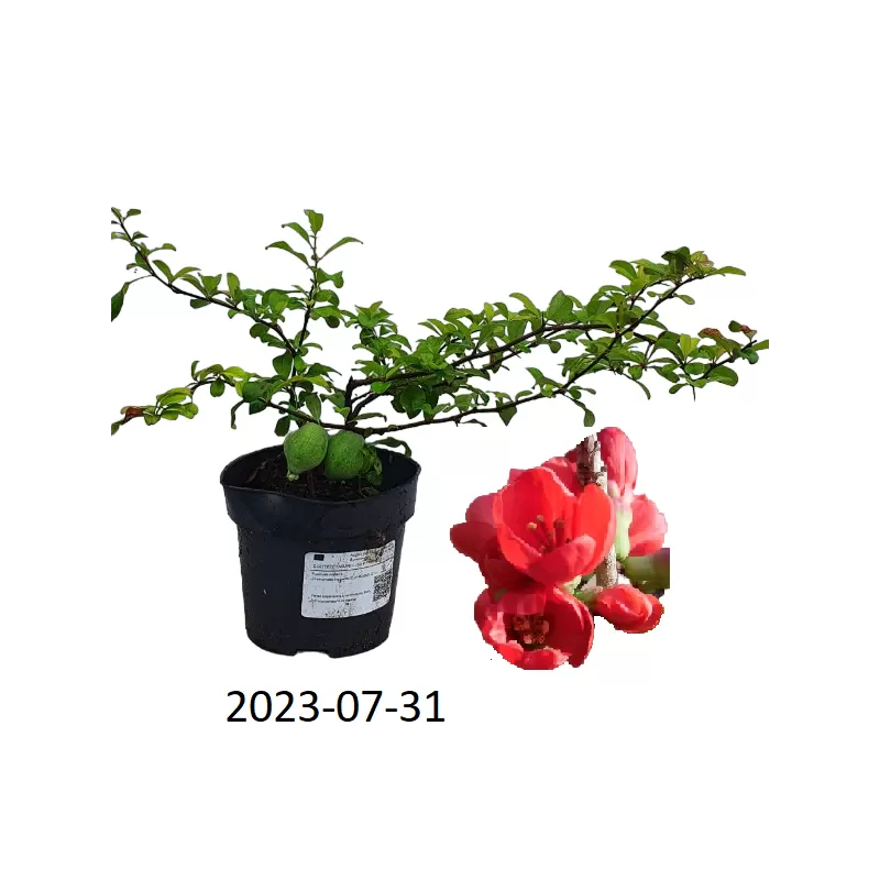 Užsisakyk augalus pavasariui jau dabar