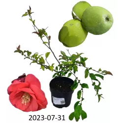 Svarainis puošnusis - Chaenomeles x superba NICOLINE