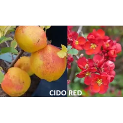 Quince - Chaenomeles japonica CIDO RED