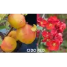 Quince - Chaenomeles japonica CIDO RED