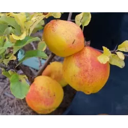 Quince - Chaenomeles japonica CIDO RED