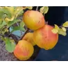 Quince - Chaenomeles japonica CIDO RED