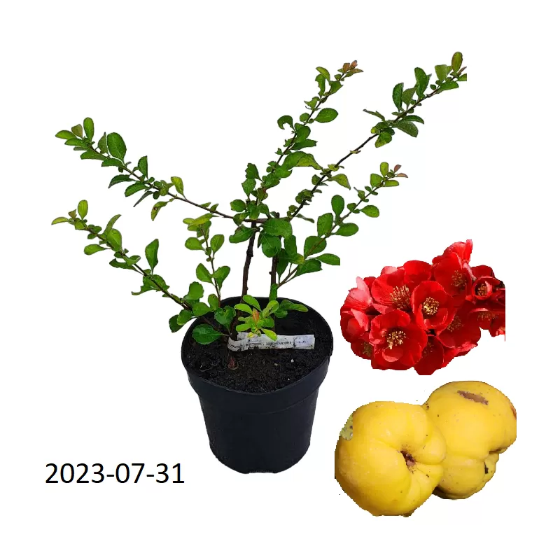 Quince - Chaenomeles japonica CIDO RED