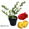 Svarainis - Chaenomeles japonica CIDO RED