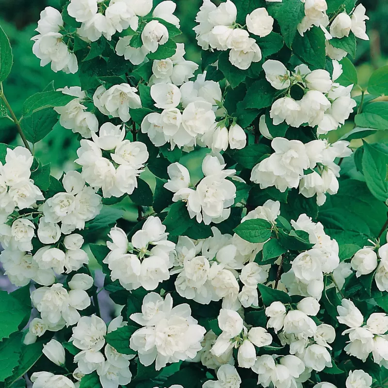 Jazminų Schneesturm sodinukai su pristatymu į namus